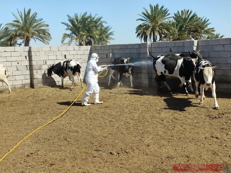 صورة من مقال: الحمى النزفية تعود للواجهة في ذي قار: 4 إصابات جديدة بينها ممرضة